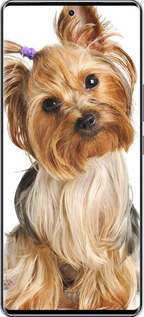 Силиконовый чехол Йоркширский терьер с хвостиком для Infinix Zero 40 5G - 930u-3822 изображение 