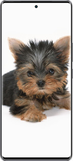 Силиконовый чехол Щенок йоркширского терьера для Infinix Zero 40 5G - 931u-3822 изображение 