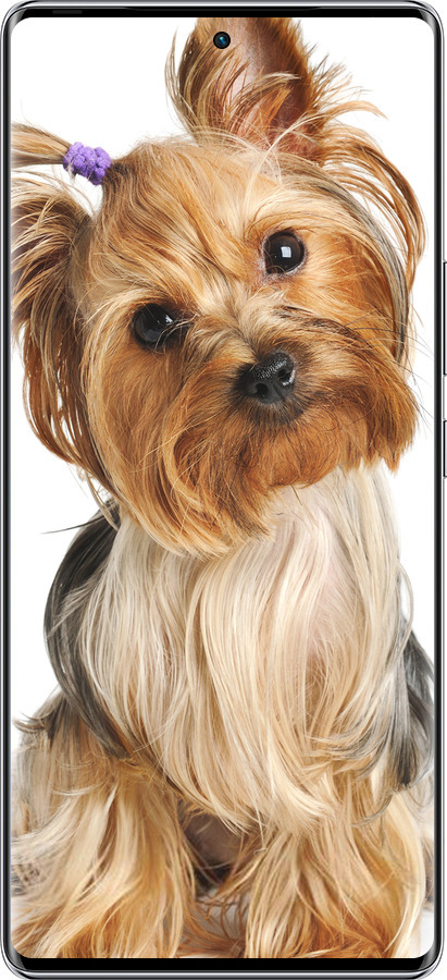 Силиконовый чехол Йоркширский терьер с хвостиком для Infinix Zero 40 5G - 930u-3822 изображение 