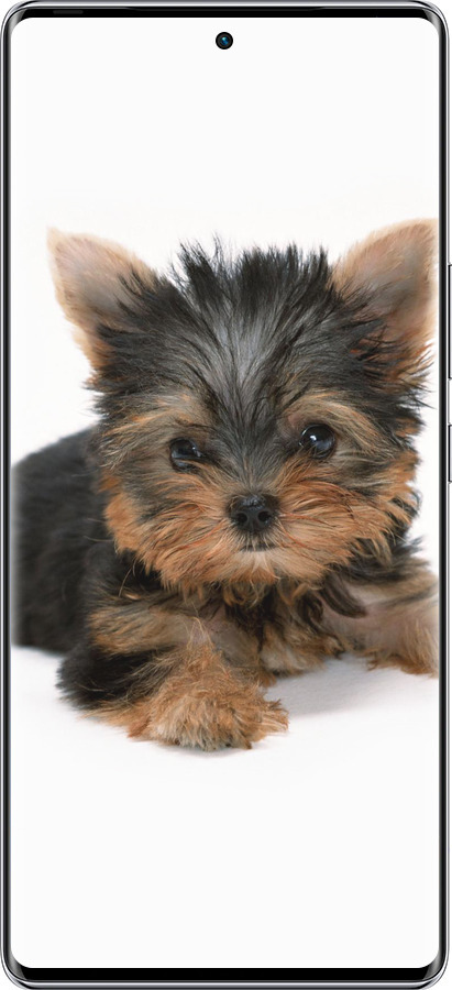 Силиконовый чехол Щенок йоркширского терьера для Infinix Zero 40 5G - 931u-3822 изображение 