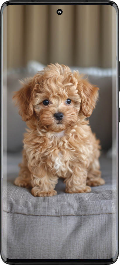 Силиконовый чехол Mini-maltipoo для Motorola Edge 30 Fusion 5G - 6158u-3198 изображение 