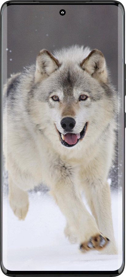 Силиконовый чехол Бегущий волк для Motorola Edge 30 Fusion 5G - 826u-3198 изображение 