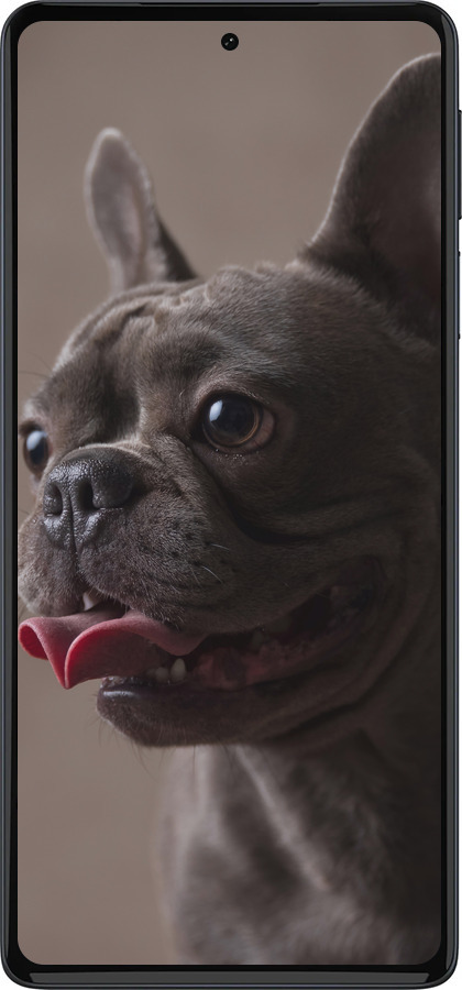 Силиконовый чехол Милый бульдог для Motorola Edge 30 Pro - 5546u-2826 изображение 