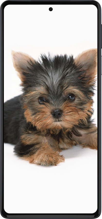 Силиконовый чехол Щенок йоркширского терьера для Motorola Edge 30 Pro - 931u-2826 изображение 