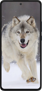 Силіконовий чехол Вовк, що біжить для Motorola Edge 30 - 826u-2840 изображение 