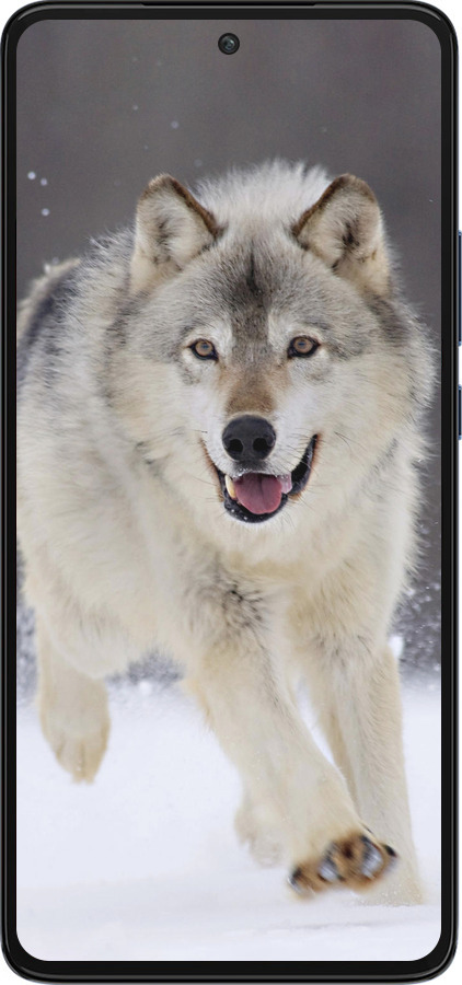 Силіконовий чехол Вовк, що біжить для Motorola Edge 30 - 826u-2840 изображение 