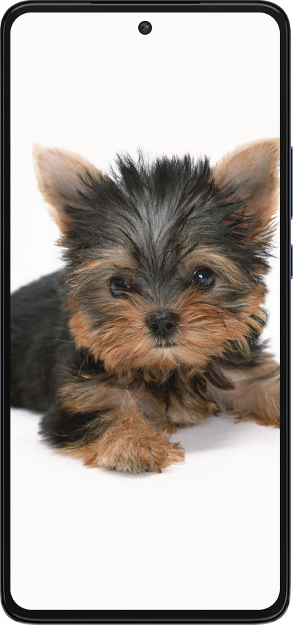 Силиконовый чехол Щенок йоркширского терьера для Motorola Edge 30 - 931u-2840 изображение 