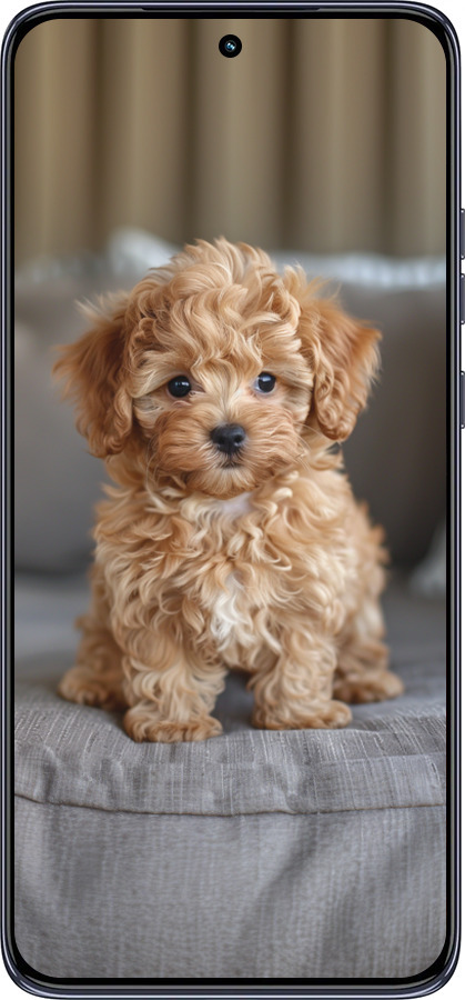 TPU чехол Mini-maltipoo для Motorola Edge 50 Neo 5G - 6158b-3794 изображение 