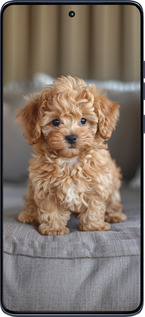 Силиконовый чехол Mini-maltipoo для Motorola Edge 60 Fusion 5G - 6158u-4021 изображение 