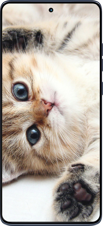 Силіконовий чехол Котик для Motorola Edge 60 Fusion 5G - 6024u-4021 изображение 