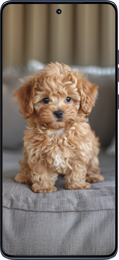 Силиконовый чехол Mini-maltipoo для Motorola Edge 60 Fusion 5G - 6158u-4021 изображение 