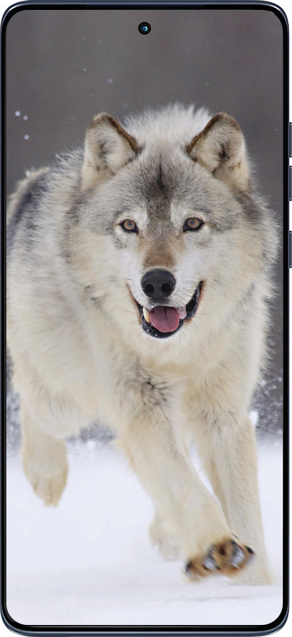 Силиконовый чехол Бегущий волк для Motorola Edge 60 Fusion 5G - 826u-4021 изображение 