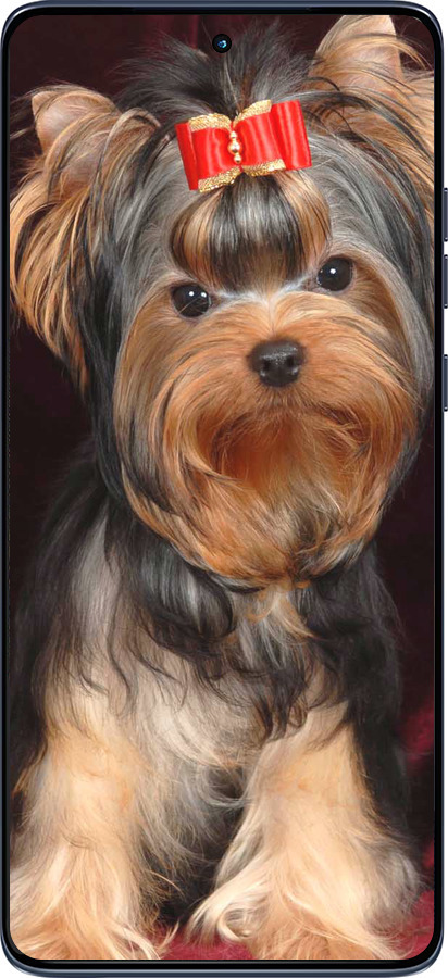 Силиконовый чехол Йоркширский терьер для Motorola Edge 60 Fusion 5G - 929u-4021 изображение 