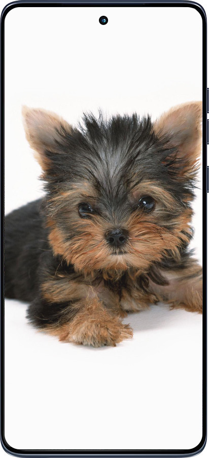 Силиконовый чехол Щенок йоркширского терьера для Motorola Edge 60 Fusion 5G - 931u-4021 изображение 