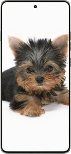 Силиконовый чехол Щенок йоркширского терьера для Motorola Edge 60 Pro 5G - 931u-4020 изображение 