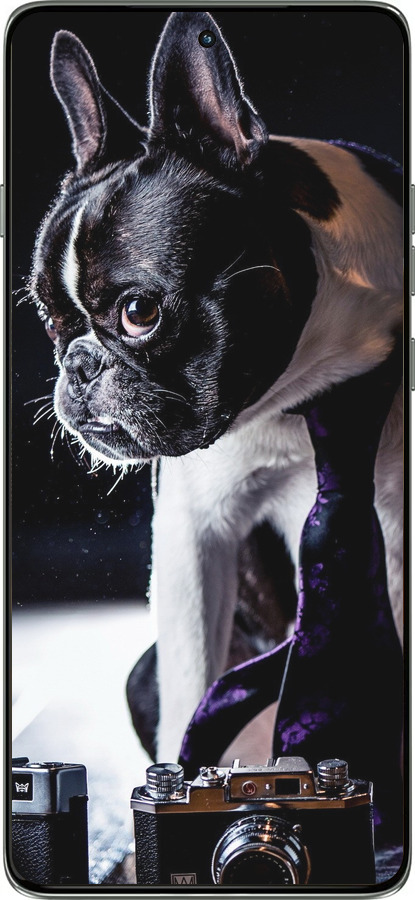 Силиконовый чехол Бульдог-фотограф для Motorola Edge 60 Pro 5G - 142u-4020 изображение 