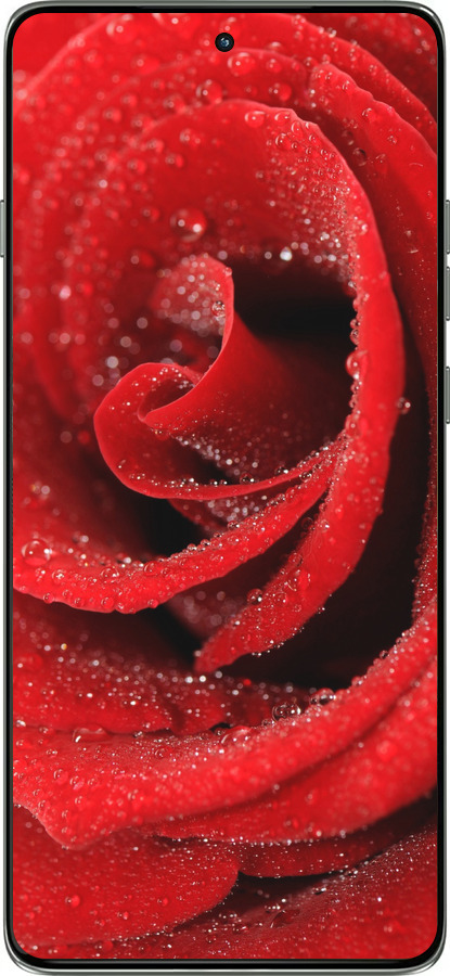 Силиконовый чехол Красная роза для Motorola Edge 60 Pro 5G - 529u-4020 изображение 