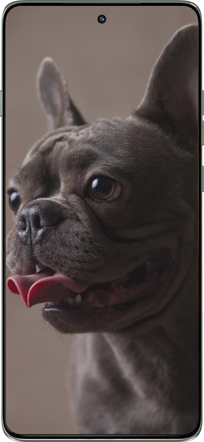 Силиконовый чехол Милый бульдог для Motorola Edge 60 Pro 5G - 5546u-4020 изображение 