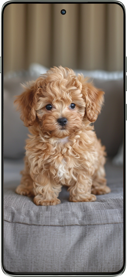 Силиконовый чехол Mini-maltipoo для Motorola Edge 60 Pro 5G - 6158u-4020 изображение 