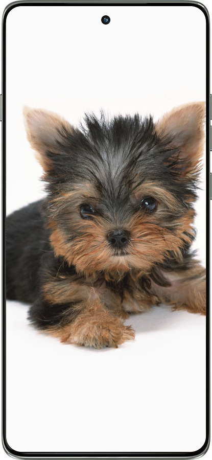 Силиконовый чехол Щенок йоркширского терьера для Motorola Edge 60 Pro 5G - 931u-4020 изображение 