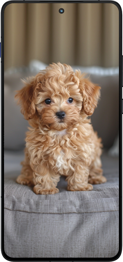 Силиконовый чехол Mini-maltipoo для Motorola EDGE 70 - 6158u-4219 изображение 