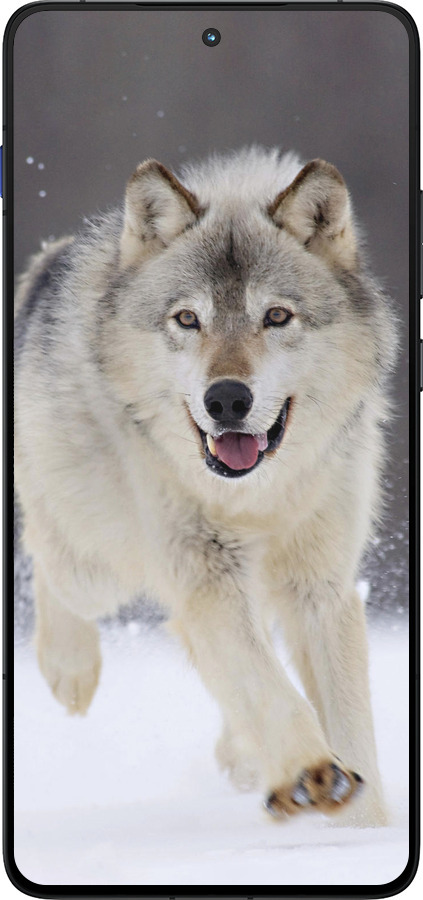 Силиконовый чехол Бегущий волк для Motorola EDGE 70 - 826u-4219 изображение 