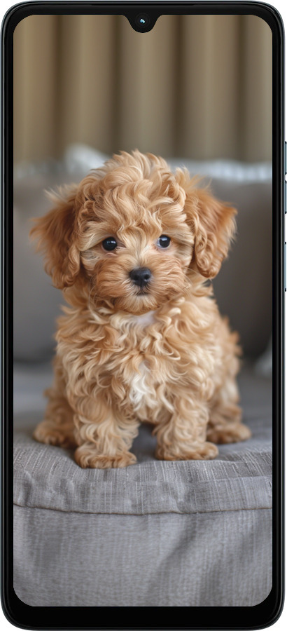 Силиконовый чехол Mini-maltipoo для Motorola Moto G06 - 6158u-4187 изображение 