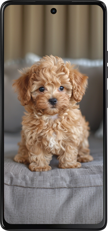 Силіконовий чехол Mini-maltipoo для Motorola Moto G75 5G - 6158u-3890 изображение 
