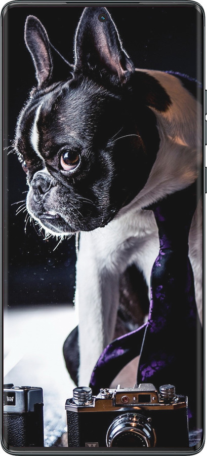 TPU чехол Бульдог-фотограф для Motorola Moto G85 5G - 142b-3780 изображение 