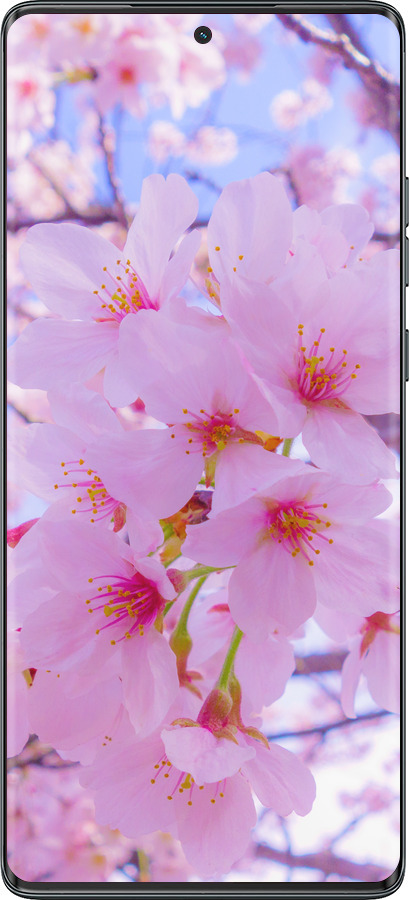 TPU чехол Сакура для Motorola Moto G85 5G - 6029b-3780 изображение 