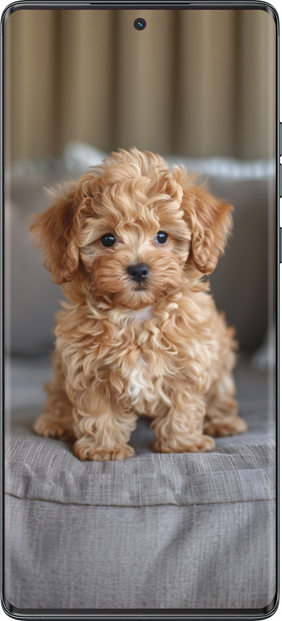 TPU чехол Mini-maltipoo для Motorola Moto G85 5G - 6158b-3780 изображение 