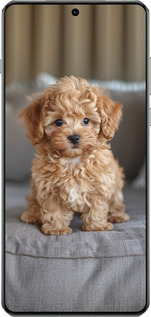 TPU чехол Mini-maltipoo для OnePlus 13 5G - 6158b-3875 изображение 