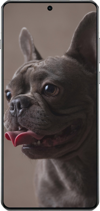 TPU чехол Милий бульдог для OnePlus 13 5G - 5546b-3875 изображение 
