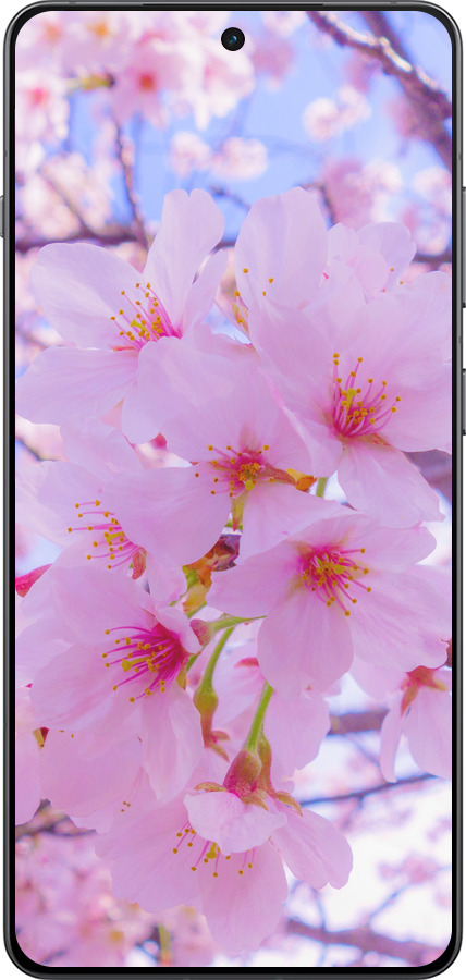 Силіконовий чехол Сакура для OnePlus Ace 5 - 6029u-4087 изображение 