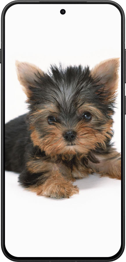 Силиконовый чехол Щенок йоркширского терьера для OnePlus 13T 5G / 13S 5G - 931u-4026 изображение 