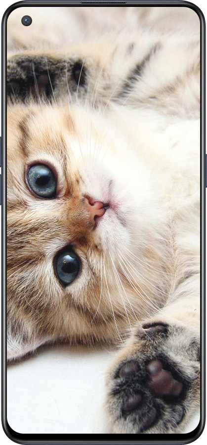 Силиконовый чехол Котик для OnePlus Nord CE 5G/CORE Edition 5G - 6024u-3484 изображение 