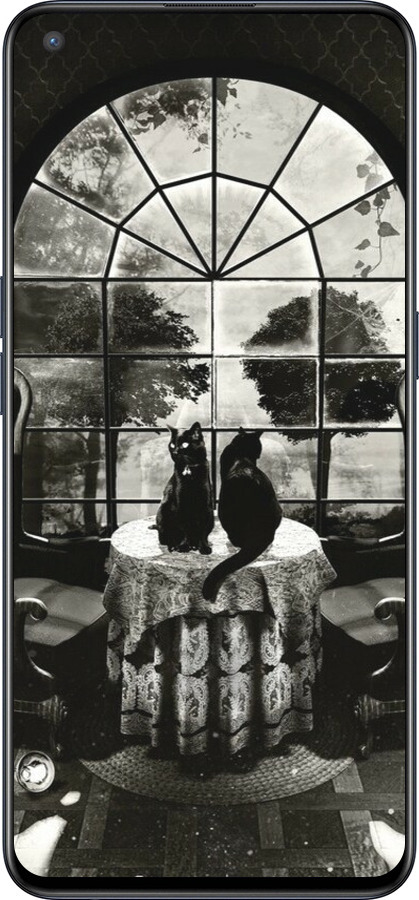 Силиконовый чехол Череп и коты для OnePlus Nord CE 5G/CORE Edition 5G - 6432u-3484 изображение 