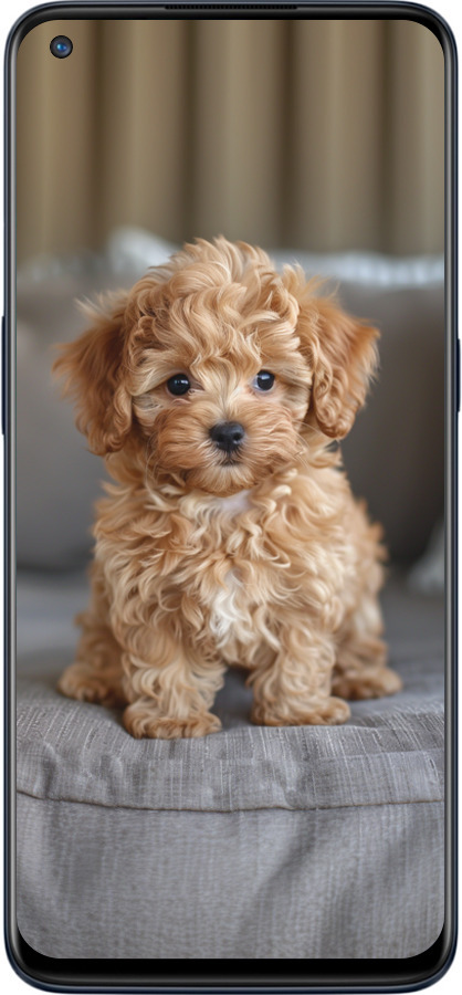 Силіконовий чехол Mini-maltipoo для OnePlus Nord N10 5G - 6158u-3655 изображение 