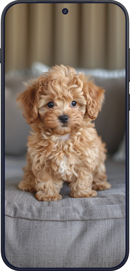 Силиконовый чехол Mini-maltipoo для OnePlus OnePlus 15 - 6158u-4186 изображение 