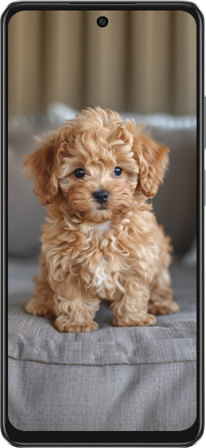 TPU чехол Mini-maltipoo для Oppo A3 4G - 6158b-3846 изображение 