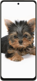 Силиконовый чехол Щенок йоркширского терьера для Oppo A5 PRO - 931u-3956 изображение 