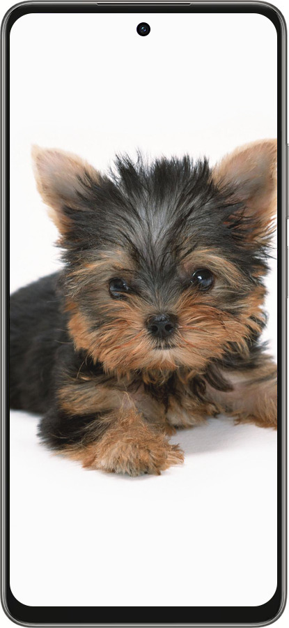 Силиконовый чехол Щенок йоркширского терьера для Oppo A5 PRO - 931u-3956 изображение 