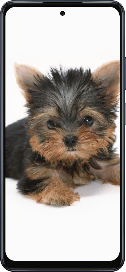 Силіконовий чехол Цуценя йоркширського тер'єра для Oppo A5X 4G/5G - 931u-4090 изображение 