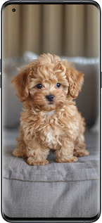 Силиконовый чехол Mini-maltipoo для Oppo Find X5 Pro - 6158u-2603 изображение 