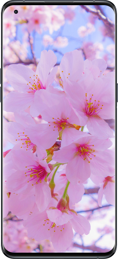 Силиконовый чехол Сакура для Oppo Find X5 Pro - 6029u-2603 изображение 