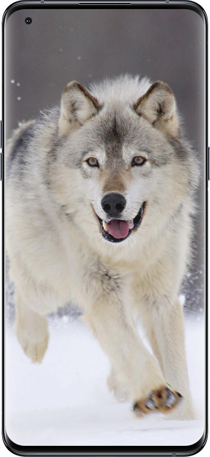 Силиконовый чехол Бегущий волк для Oppo Find X5 Pro - 826u-2603 изображение 