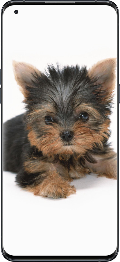 Силиконовый чехол Щенок йоркширского терьера для Oppo Find X5 Pro - 931u-2603 изображение 