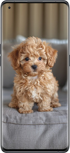 Силиконовый чехол Mini-maltipoo для Oppo Find X5 - 6158u-2602 изображение 