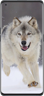 Силиконовый чехол Бегущий волк для Oppo Find X5 - 826u-2602 изображение 