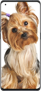 Силіконовий чехол Йоркширський тер'єр із хвостиком для Oppo Find X5 - 930u-2602 изображение 